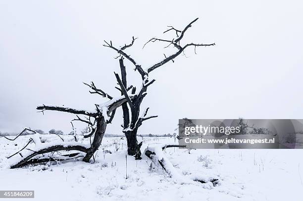 Tree Dead Cold 1,486 Snow Dead Trees Stock Photos, High-Res Pictures, and Images ...