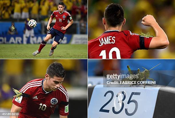 Combination of pictures shows a giant insect flying towards Colombia's midfielder James Rodriguez and landing on him after he scored from the penalty...