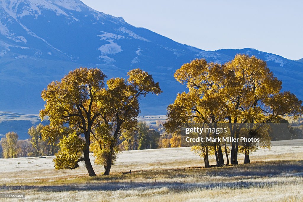 Autumn Cottonwoods