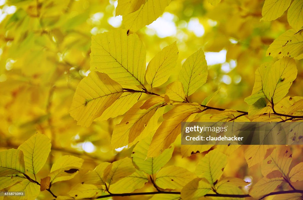 Yellow leaves