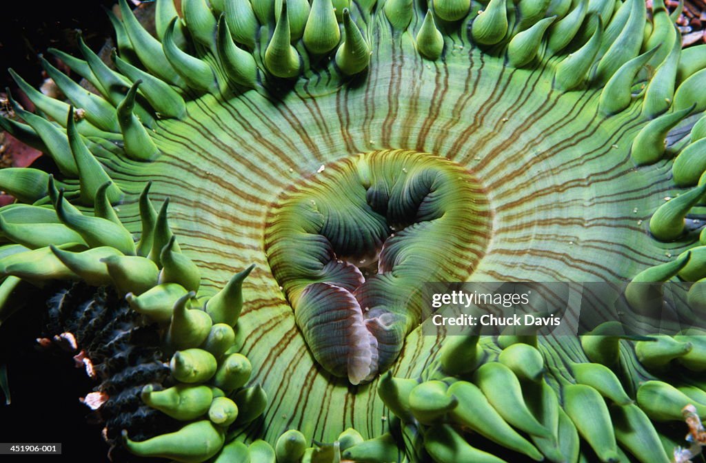 Giant green anemone feeding
