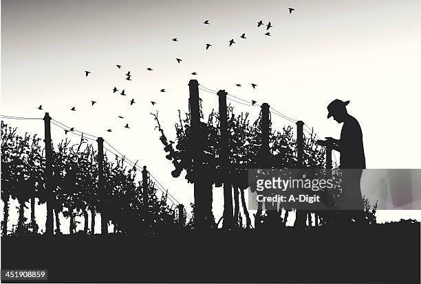 vines - vineyards stock illustrations