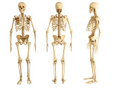 Three human skeletons facing in different directions