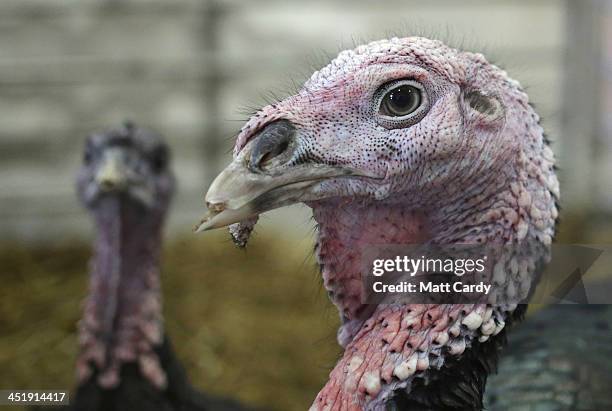 Turkey Raffe 39 Turkey Raffle Stock Photos, High-Res Pictures, and Images - Getty Images