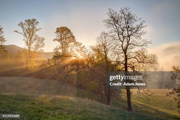 sunbeams through trees at sunrise - cades cove stockfoto's en -beelden