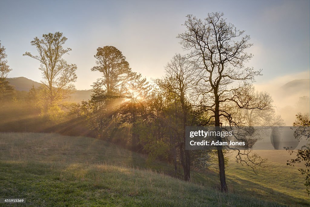 Sunbeams through trees at sunrise