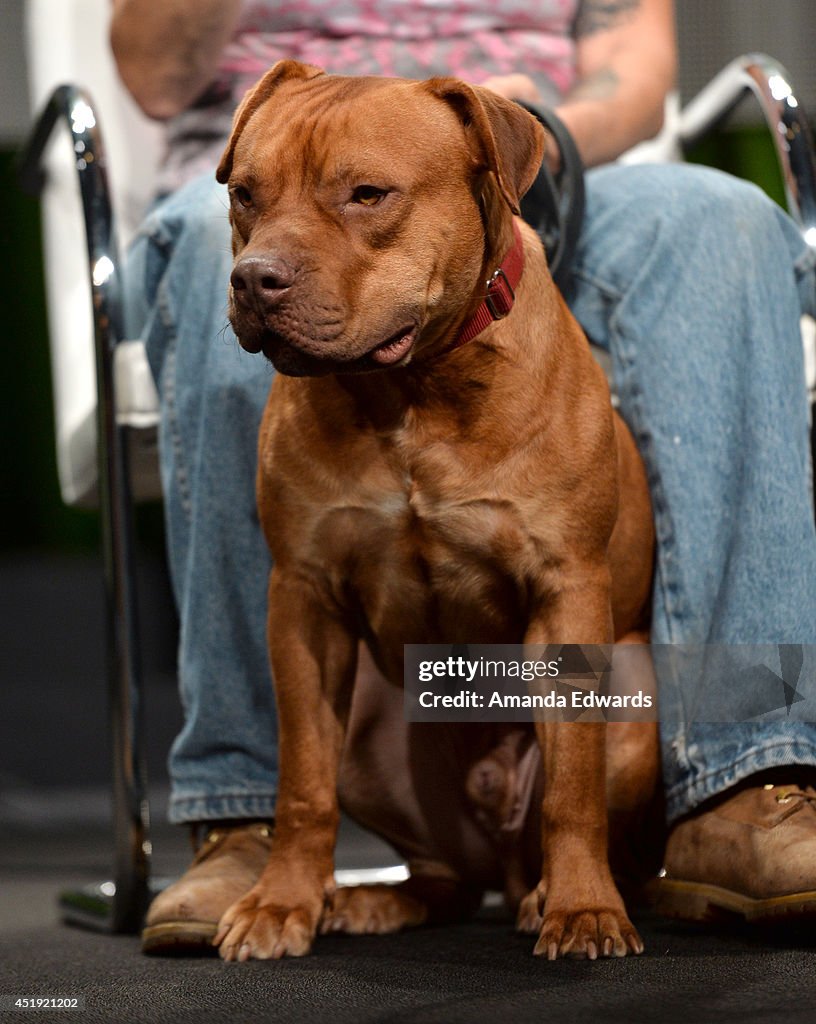 Animal Planets PIT BULLS PAROLEES star Baker Red during the