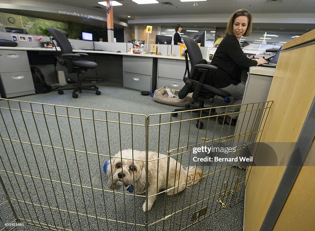 Bring Your Dog to Work