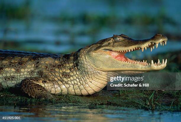 spectacled caiman (caiman crocodilus crocodilus), venezuala - caiman stock pictures, royalty-free photos & images