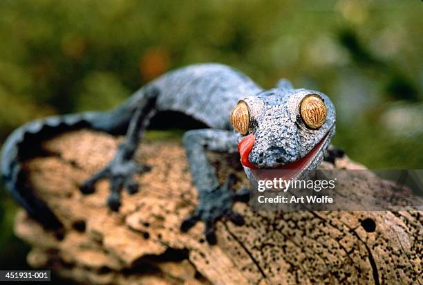 leaf-tailed gecko (uroplatus fimbriatus), close-up - uroplatus fimbriatus stock pictures, royalty-free photos & images