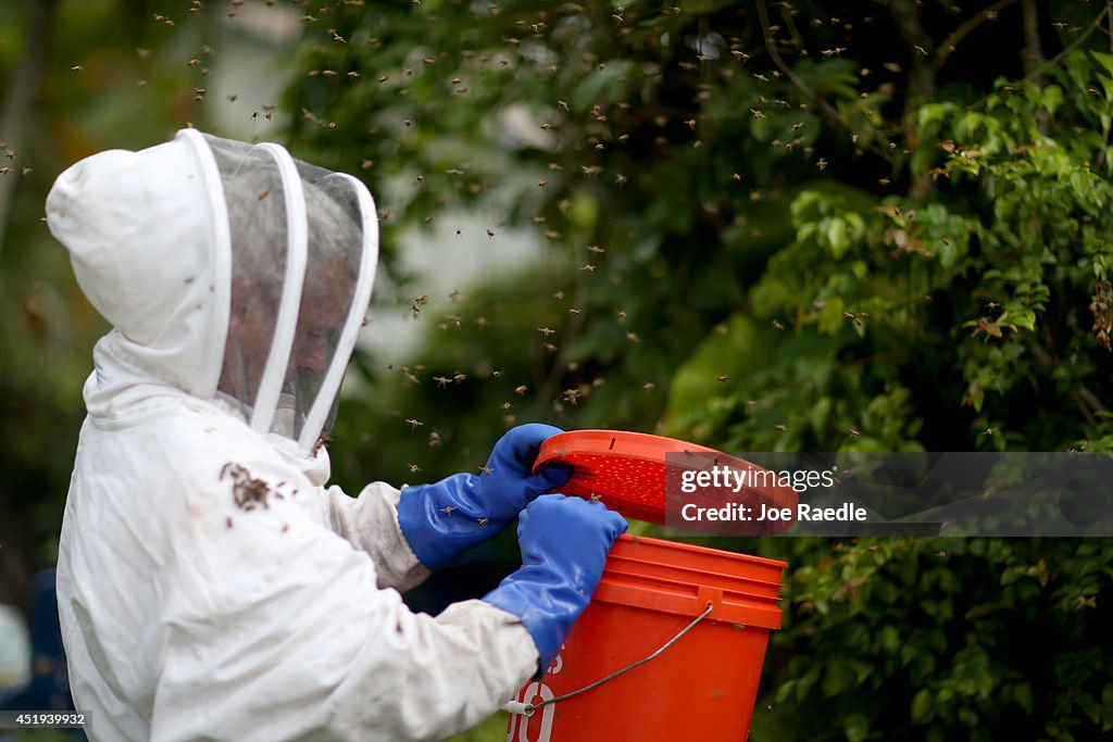 Bee Specialist Rescues Unwanted Hives In Effort To Stabilize The Insects' Population