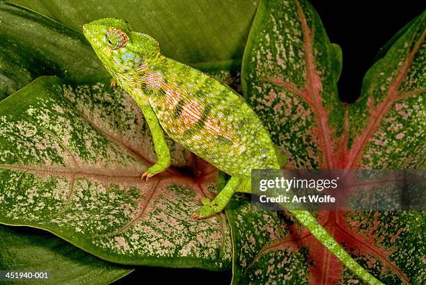 jewel chameleon (chamaeleo lateralis) on leaf, madagascar - east african chameleon stock-fotos und bilder
