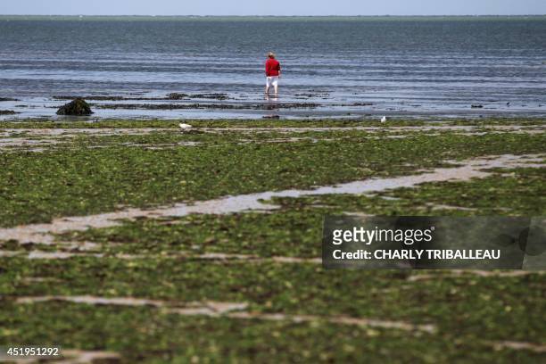 Woman stands on a beach covered in green algae in Grandcamp-Maisy, northwestern France, on July 9, 2014. The green algae, which plagues the beaches...