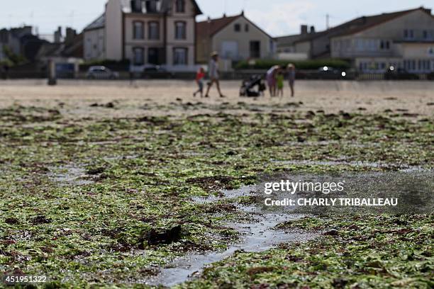 Picture taken on July 9, 2014 shows green algae on a beach in Grandcamp-Maisy, northwestern France. The green algae, which plagues the beaches of...