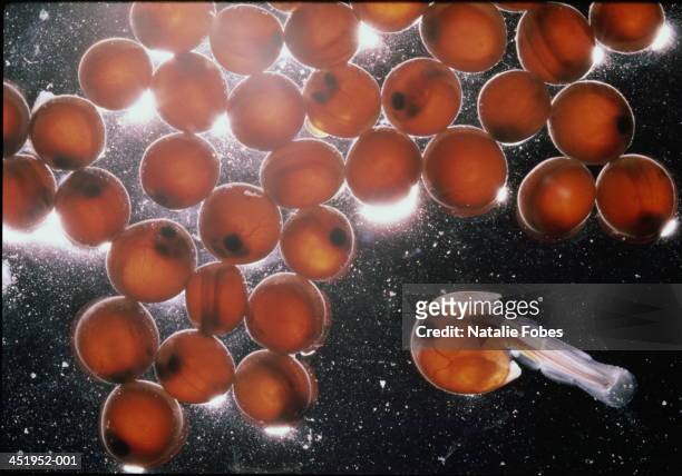 coho salmon eggs in hatchery - schiusura delle uova foto e immagini stock