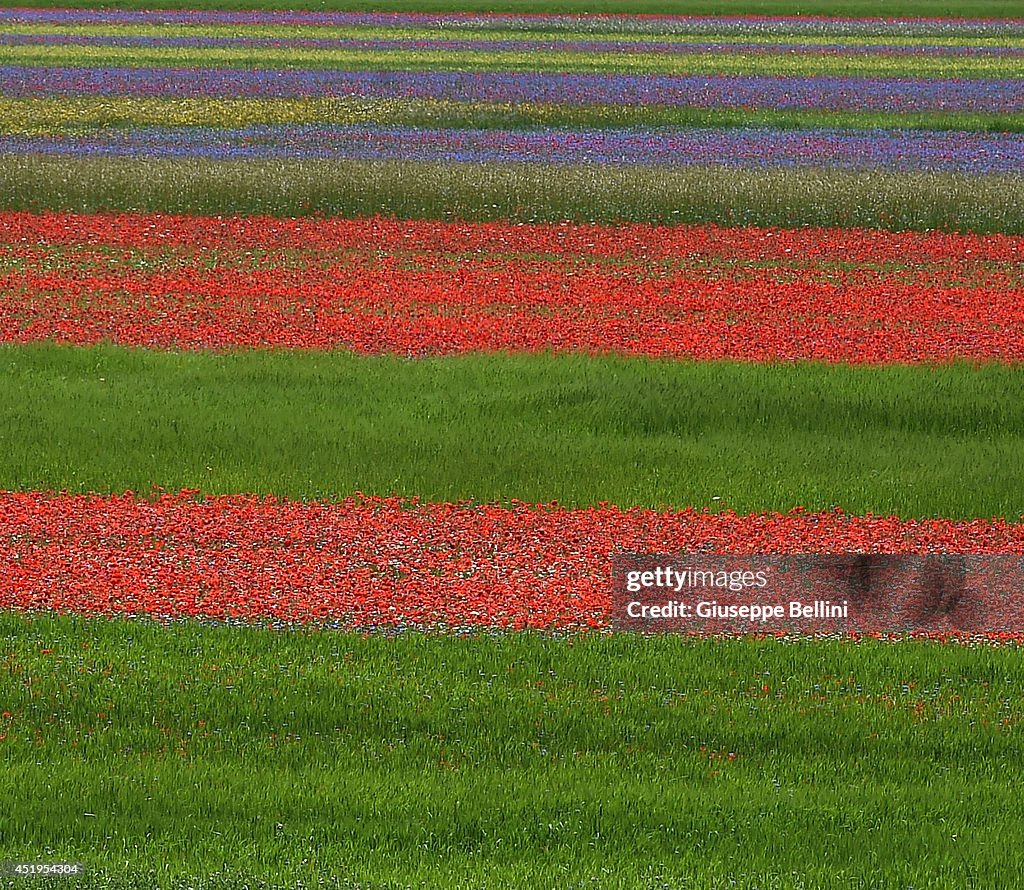 Annual Blossoming In Castelluccio Di Norcia