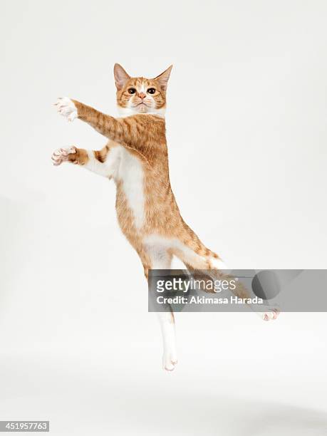 ginger kitten jumping like dancer - rötliche katze stock-fotos und bilder