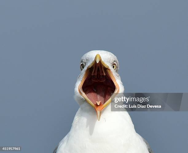 sea gull - pico boca de animal fotografías e imágenes de stock