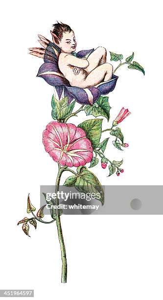 impish fairy in a bindweed flower - hockey puck stock illustrations