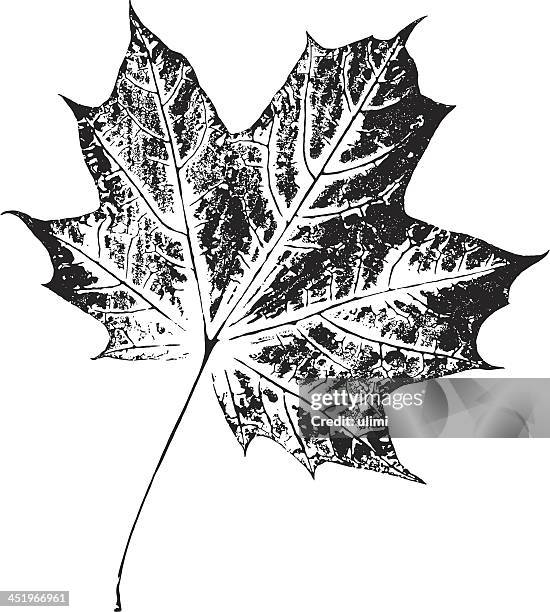maple leaf - leaf vein pattern vector stock illustrations