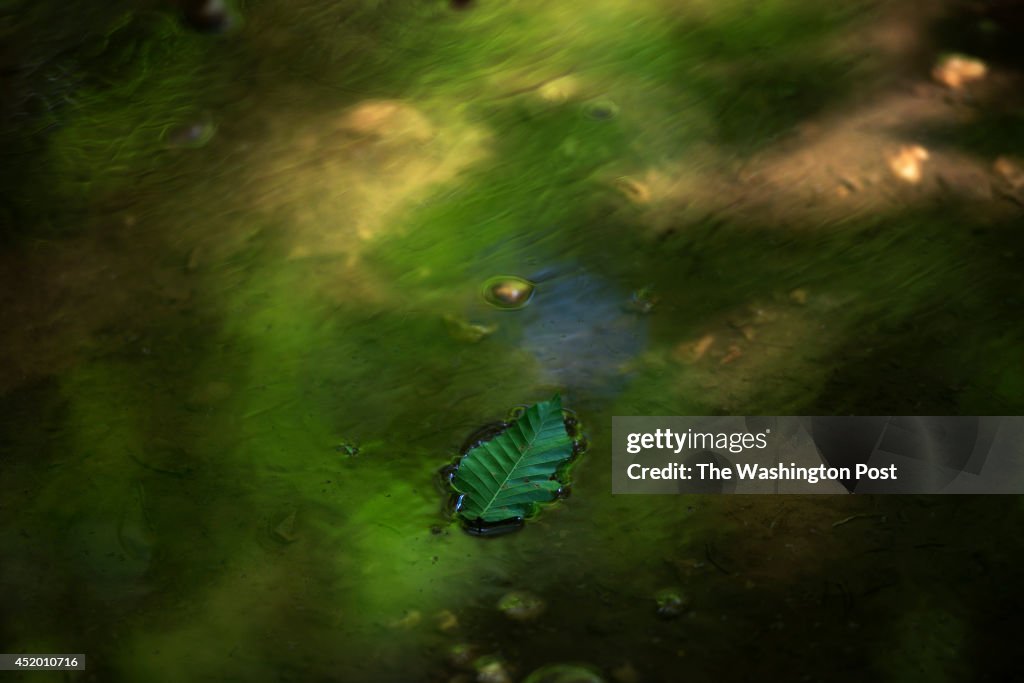 WASHINGTON, DC - JUNE 14: A leaf floats on top of a puddle on a