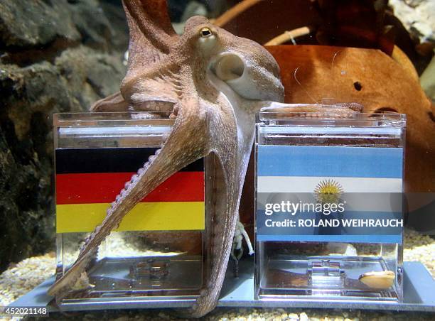 Male octopus "Kleiner Paul" embraces with its tentacles a feeding box covered with the German flag next to a box with the Argentinian flag during an...
