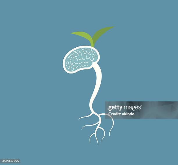 brain germinate - bean sprouting stock illustrations