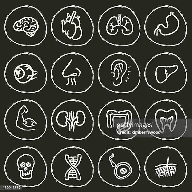 stockillustraties, clipart, cartoons en iconen met organ icon - long nose