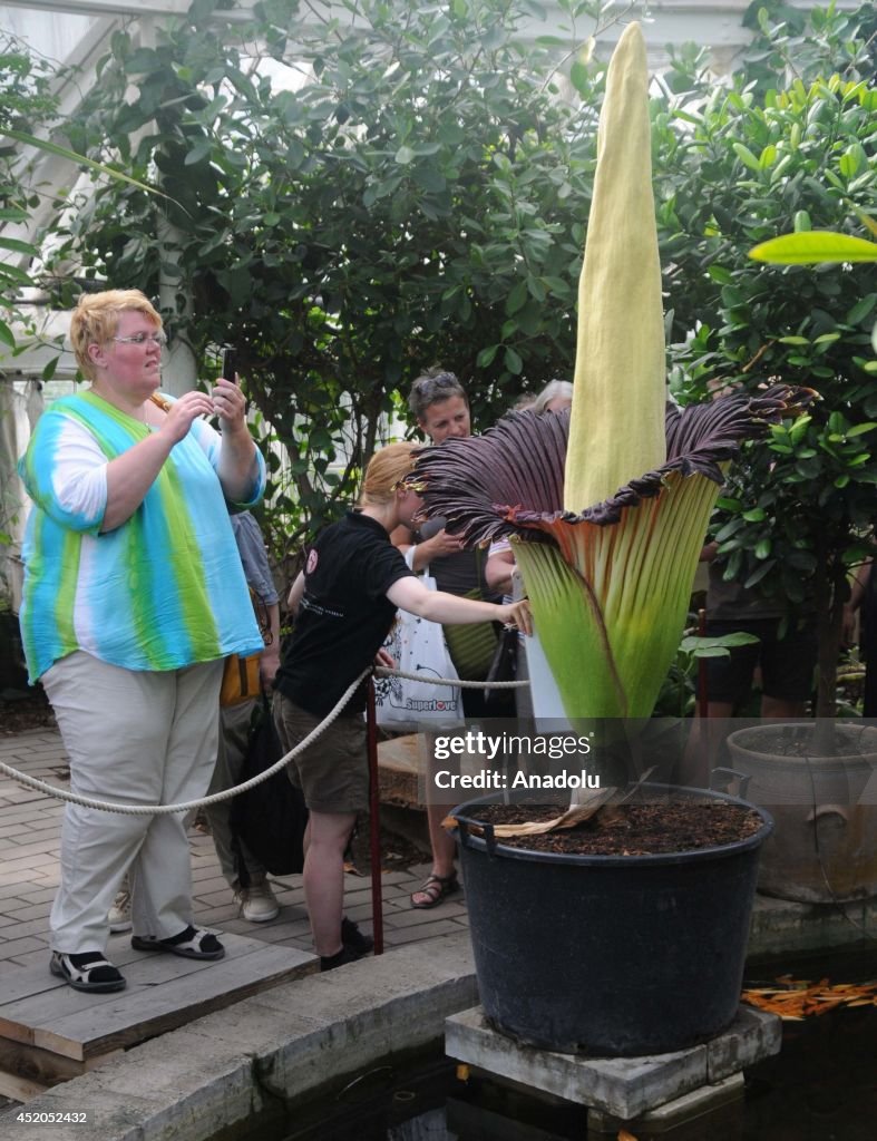 Titan Arum a.k.a. Corpse Flower blooms at Copenhagen