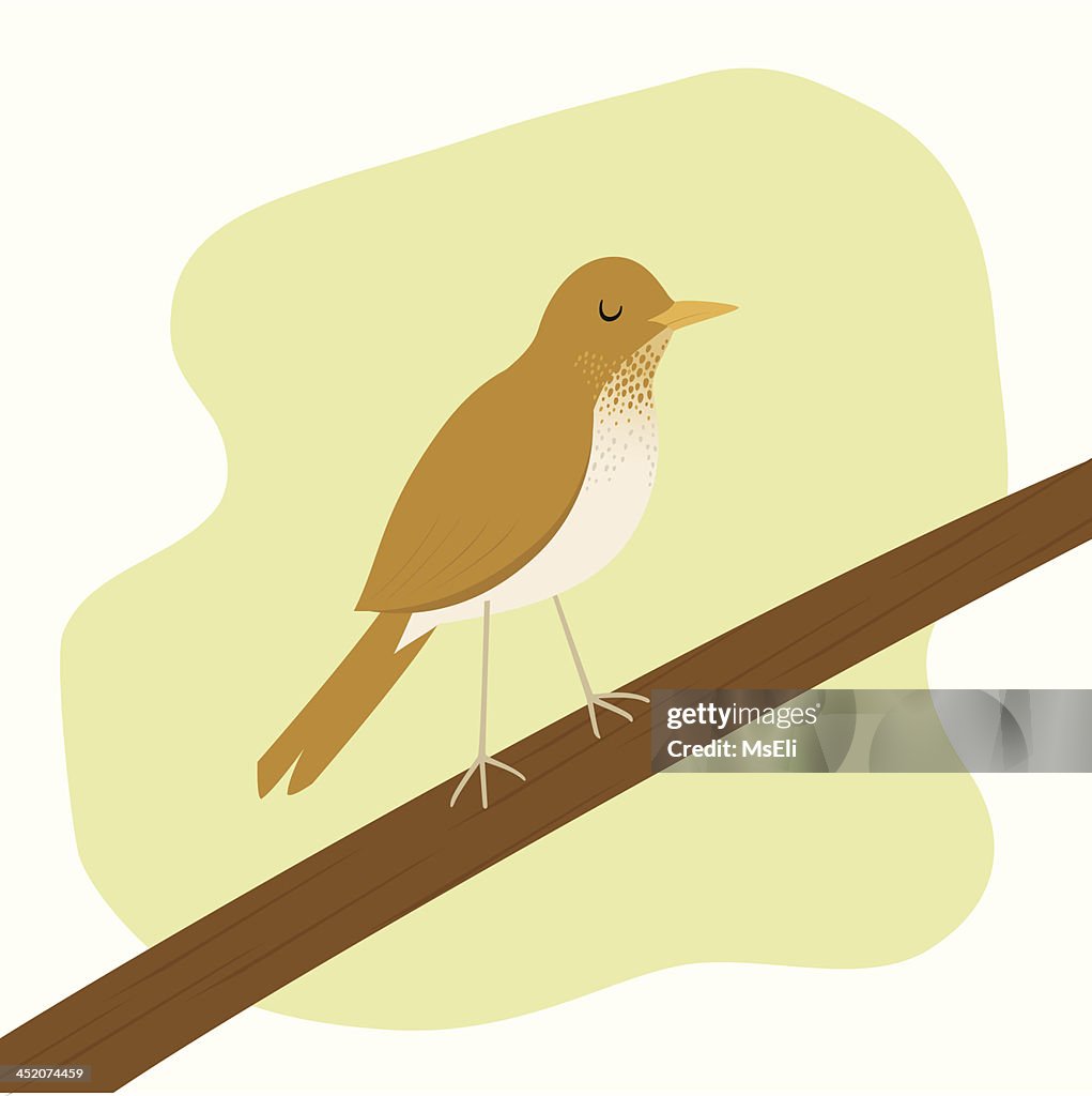 Spotted thrush bird Veery