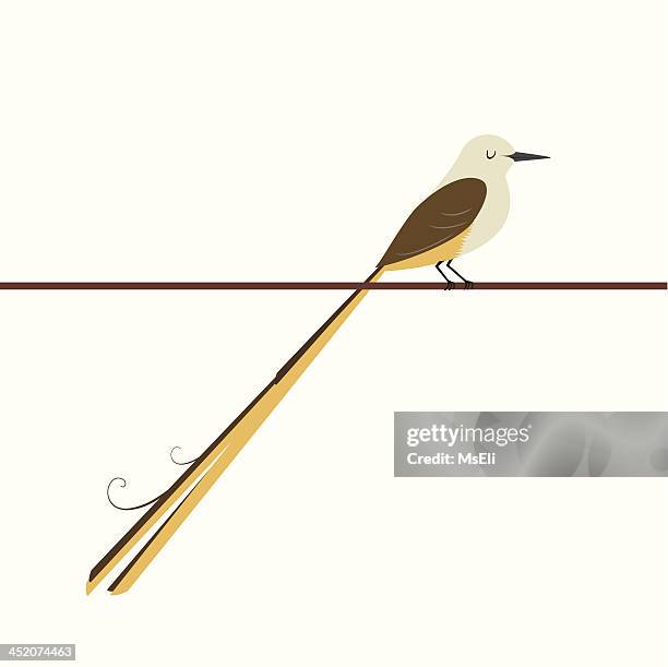 scissor-tailed flycatcher - flycatcher stock illustrations