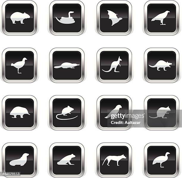 supergloss black icons - tasmanian animals - australian wombats stock illustrations