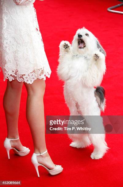 Pudsey attends the World Premiere of "Pudsey The Dog: The Movie" at Vue West End on July 13, 2014 in London, England.