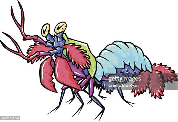 mantis shrimp - mantis shrimp stock illustrations