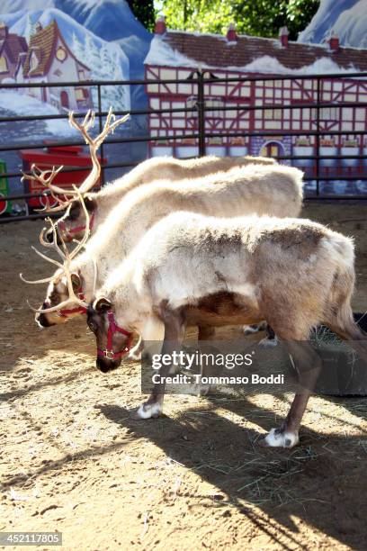 General view of atmosphere during the councilman Tom LaBonge kicks off the L.A. Zoo's holiday festivities and welcomes Santa and his reindeer to the...