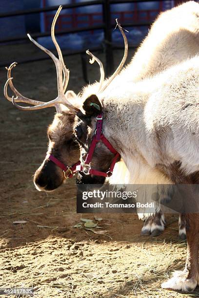 General view of atmosphere during the councilman Tom LaBonge kicks off the L.A. Zoo's holiday festivities and welcomes Santa and his reindeer to the...