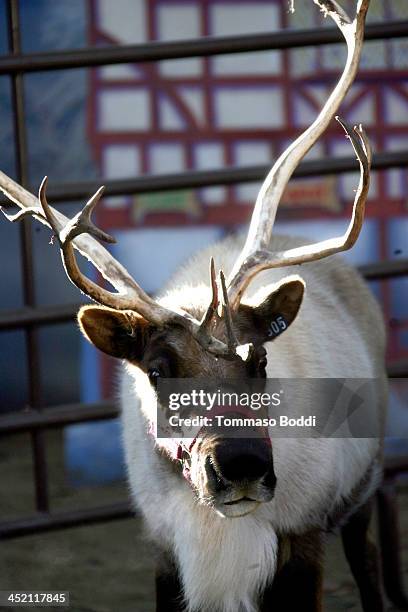 General view of atmosphere during the councilman Tom LaBonge kicks off the L.A. Zoo's holiday festivities and welcomes Santa and his reindeer to the...