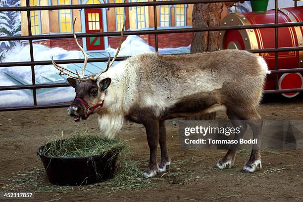 General view of atmosphere during the councilman Tom LaBonge kicks off the L.A. Zoo's holiday festivities and welcomes Santa and his reindeer to the...