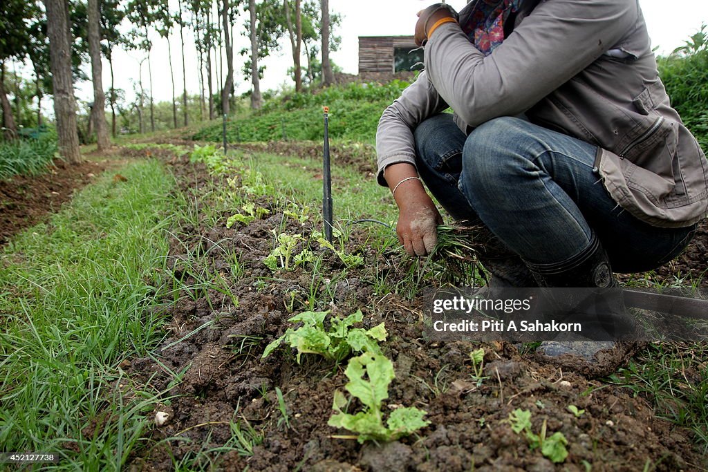 Thailand's Green Energy Project