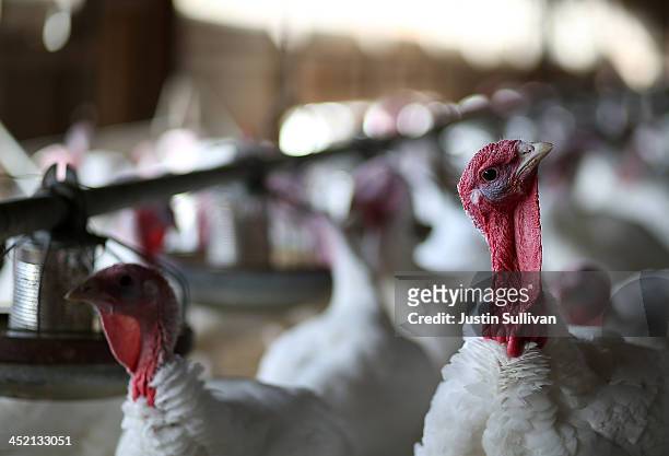 With less than one week before Thanksgiving, turkeys sit in a barn at the Willie Bird Turkey Farm November 26, 2013 in Sonoma, California. An...