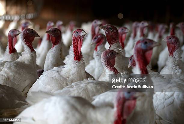 With less than one week before Thanksgiving, turkeys sit in a barn at the Willie Bird Turkey Farm November 26, 2013 in Sonoma, California. An...