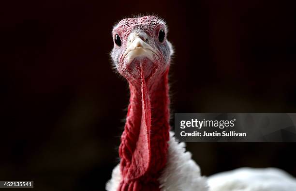 With less than one week before Thanksgiving, a turkey sits in a barn at the Willie Bird Turkey Farm November 26, 2013 in Sonoma, California. An...
