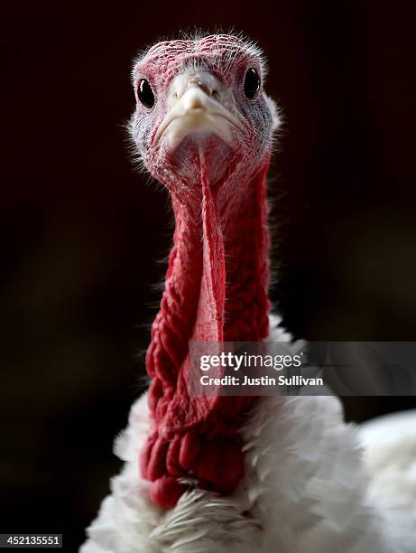 With less than one week before Thanksgiving, a turkey sits in a barn at the Willie Bird Turkey Farm November 26, 2013 in Sonoma, California. An...