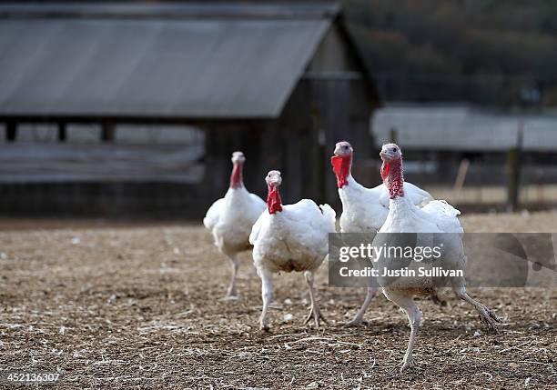 With less than one week before Thanksgiving, turkeys roam at the Willie Bird Turkey Farm November 26, 2013 in Sonoma, California. An estimated forty...