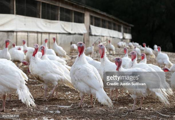 With less than one week before Thanksgiving, turkeys roam at the Willie Bird Turkey Farm November 26, 2013 in Sonoma, California. An estimated forty...