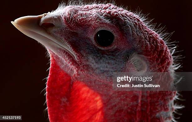 With less than one week before Thanksgiving, a turkey sits in a barn at the Willie Bird Turkey Farm November 26, 2013 in Sonoma, California. An...