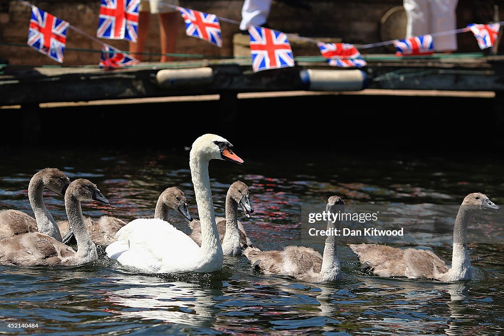 Annual Census Of The Swan Population Takes Place On The Thames