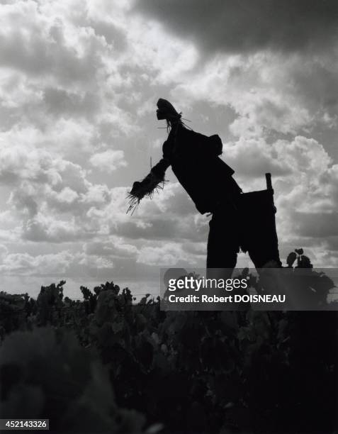 Scarecrow in September, 1964 in the Beauce Region, France.