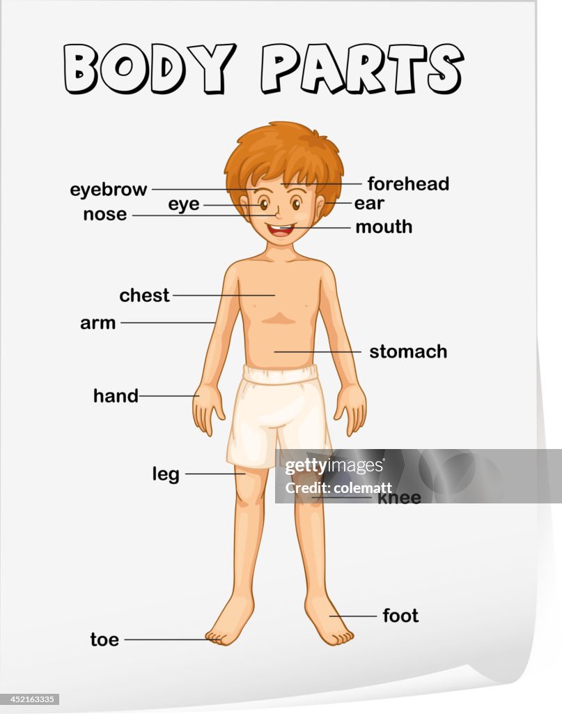 Body Parts R Body Parts High-Res Vector Graphic - Getty Images