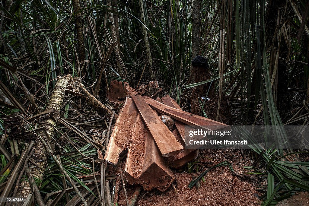 Indonesia's Deforestation Rate Becomes Highest In The World
